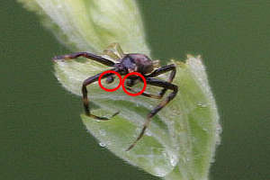 Maschio di Thomisidae
